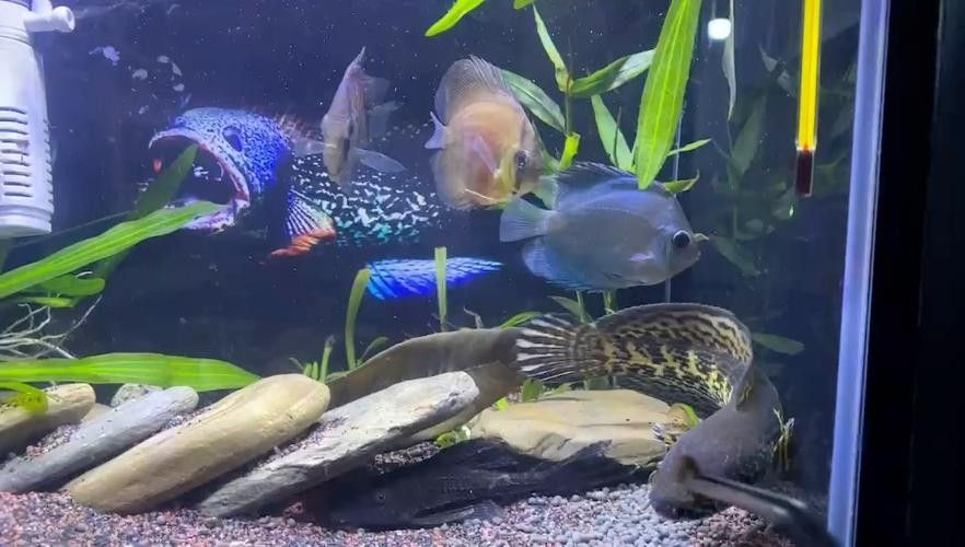雷龍魚可以和龍魚混養嗎圖片大全