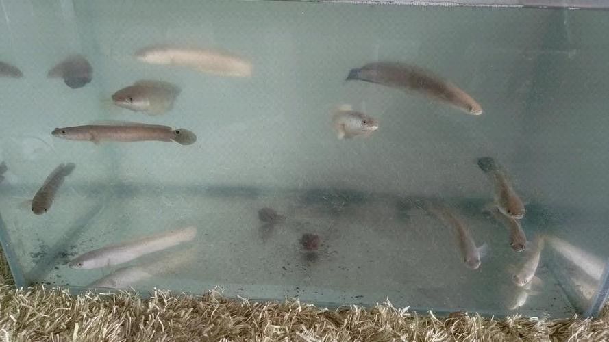 雷龍魚可以和龍魚混養嗎圖片大全