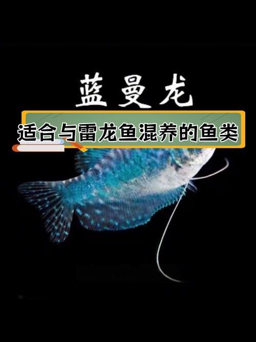 雷龍魚可以和龍魚混養嗎圖片大全