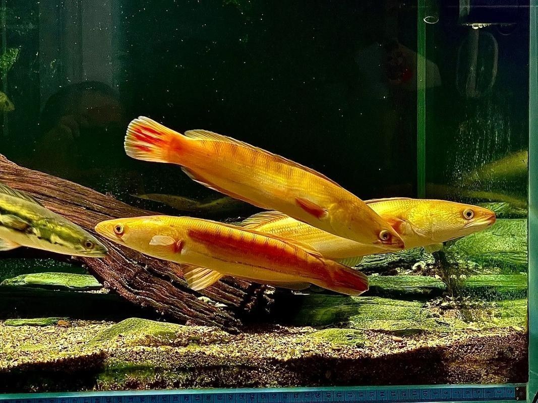 雷龍魚可以和龍魚混養嗎圖片大全