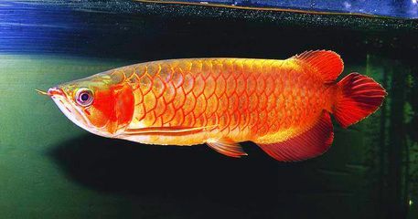 怎么區分龍魚好壞：如何區分龍魚好壞 怎么區分龍魚好壞：如何區分龍魚好壞 龍魚百科 第2張
