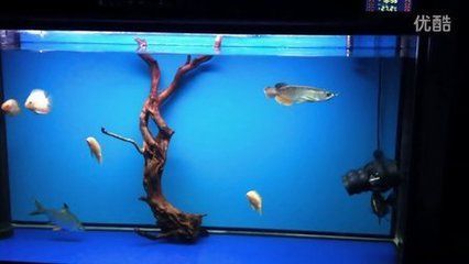 噴點菠蘿魚吃能和金龍魚混養嗎（噴點菠蘿魚和金龍魚可以混養嗎？） 噴點菠蘿魚吃能和金龍魚混養嗎（噴點菠蘿魚和金龍魚可以混養嗎？） 龍魚百科 第3張