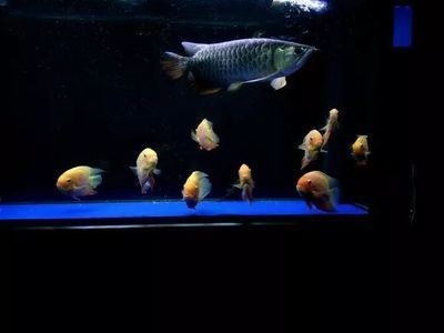 噴點菠蘿魚吃能和金龍魚混養嗎（噴點菠蘿魚和金龍魚可以混養嗎？） 噴點菠蘿魚吃能和金龍魚混養嗎（噴點菠蘿魚和金龍魚可以混養嗎？） 龍魚百科 第1張