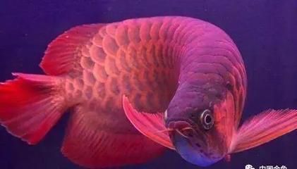 紅龍魚的原產地是哪里的（紅龍魚的原產地主要是印度尼西亞的蘇門答臘和加里曼丹一帶的河流）