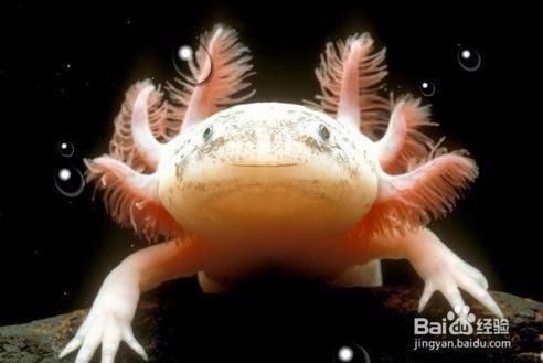 恐龍魚好養嗎？，六角恐龍魚的特殊養護技巧六角恐龍魚的特殊養護技巧