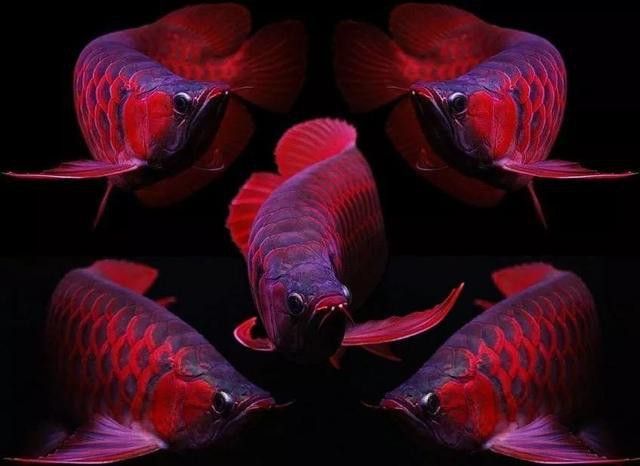 潮汕龍魚圖片高清大圖欣賞