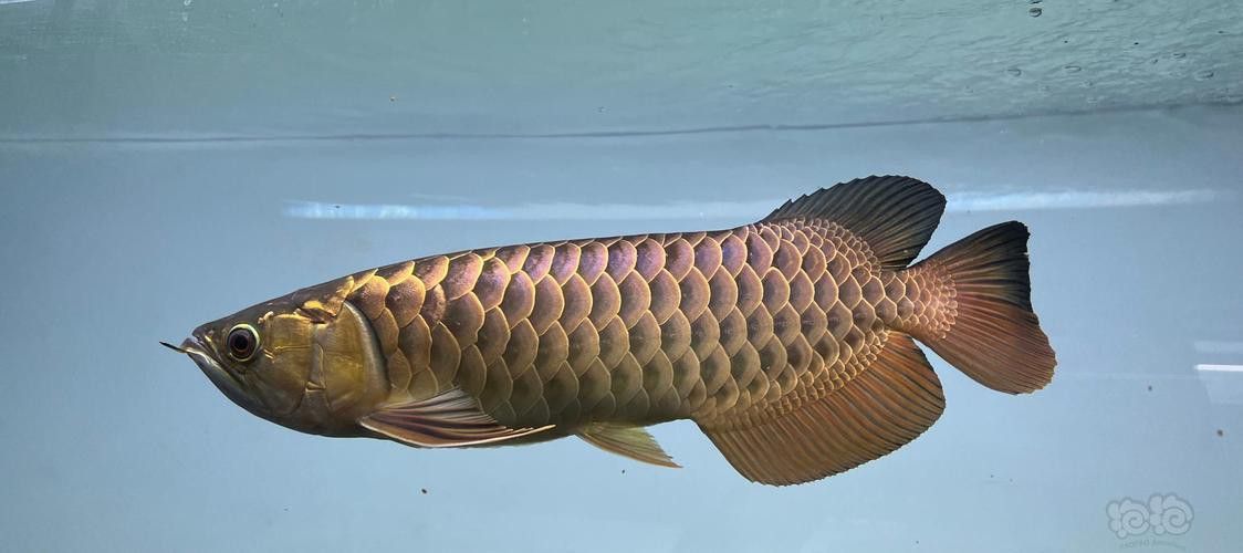 潮汕龍魚圖片高清大圖欣賞