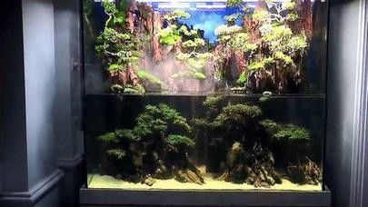潮汕龍魚圖片高清大圖欣賞