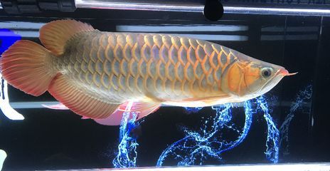 龍魚一次喂多少為宜：龍魚一次喂多少為宜并沒有一個固定標準，龍魚的喂養建議