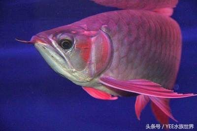 為什么龍魚會掉眼:龍魚為什么會掉眼 龍魚百科 第2張 為什么龍魚會掉眼:龍魚為什么會掉眼 為什么龍魚會掉眼:龍魚為什么會掉眼 龍魚百科 第2張