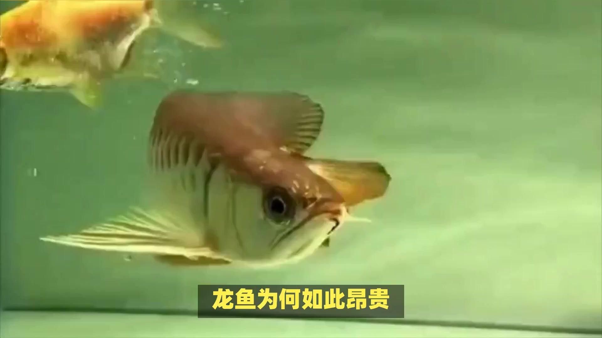 白金龍魚的市場價格是多少