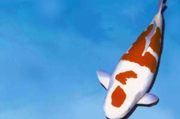 白金龍魚的市場價格是多少