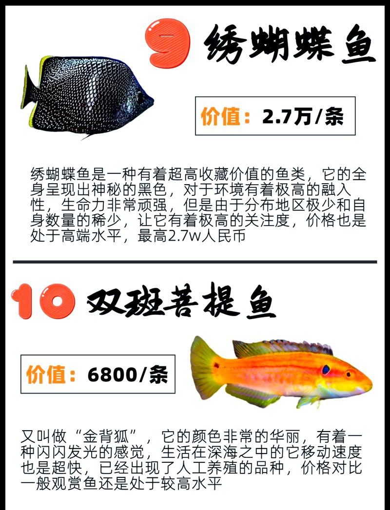 白金龍魚的市場價格是多少