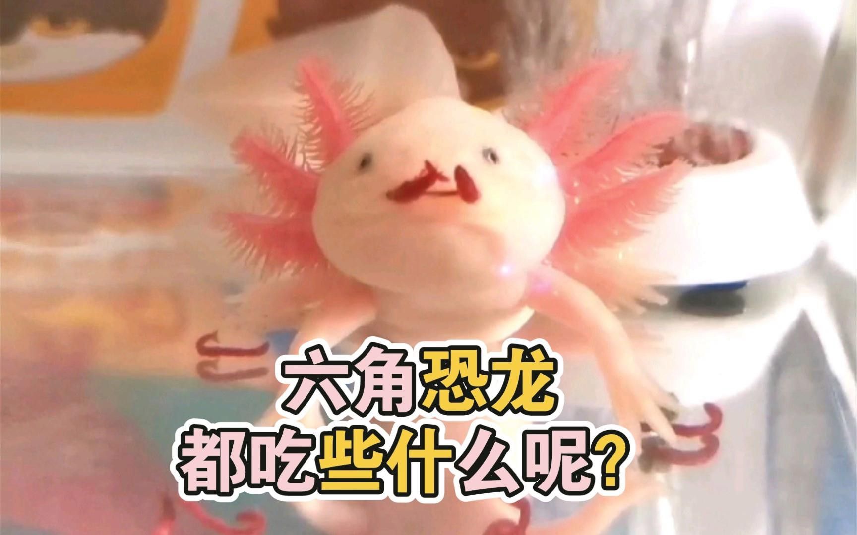 六角龍有哪些常見食物