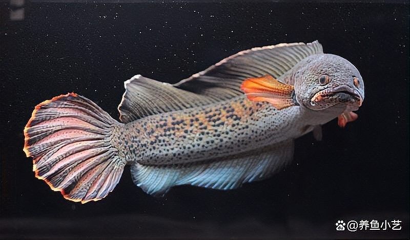 雷龍魚水溫多少度會死