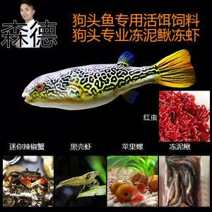 龍魚吃蘋果螺嗎：龍魚可以吃蘋果螺嗎，龍魚可以吃蘋果螺的結論是什么