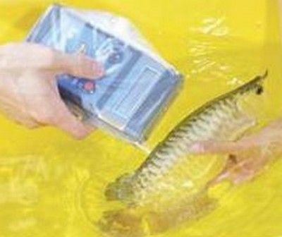 龍魚的芯片在哪個位置：龍魚芯片怎么查