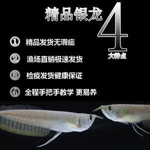 銀龍魚的小苗是什么樣子？（銀龍魚小苗的飼養(yǎng)）