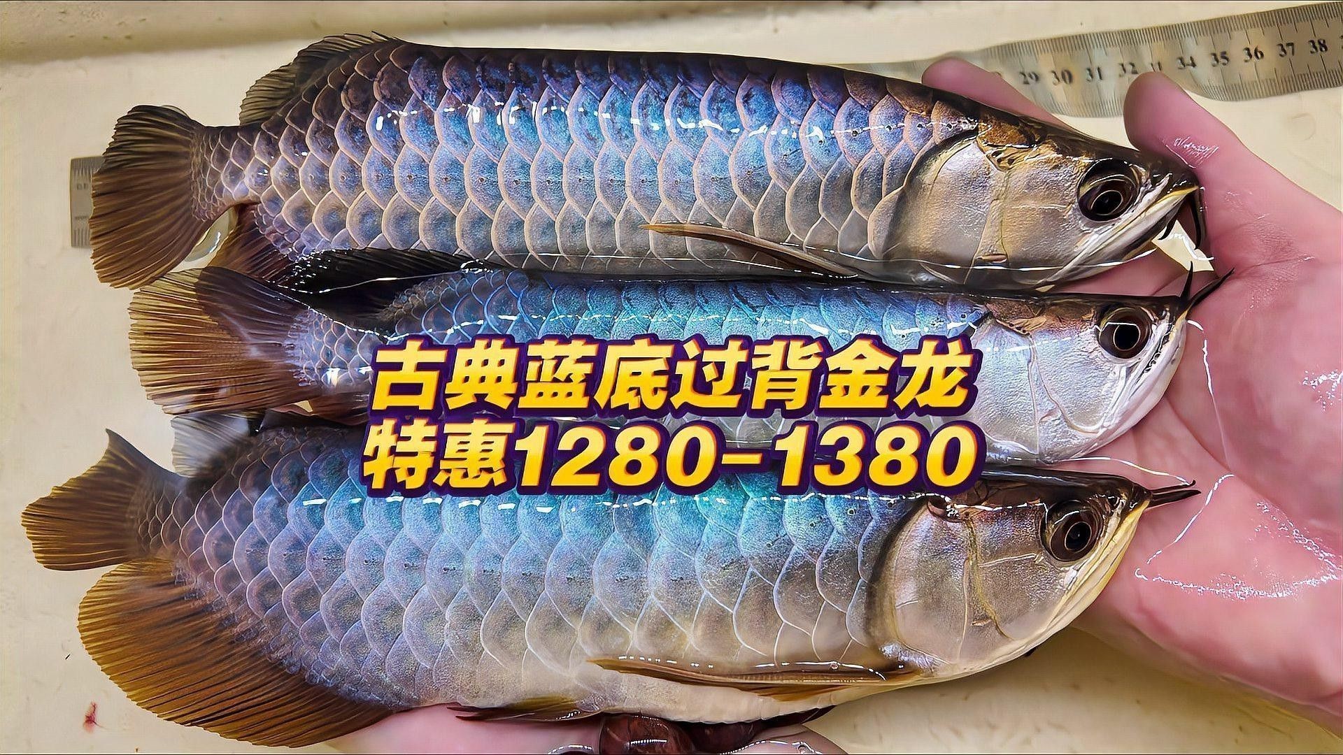 武吉美拉金龍魚怎么樣啊