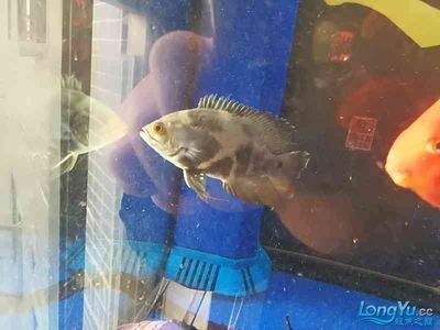 龍魚的發色是一個復雜的過程，受到多種因素的影響（老孫講龍魚發色是否真實，）