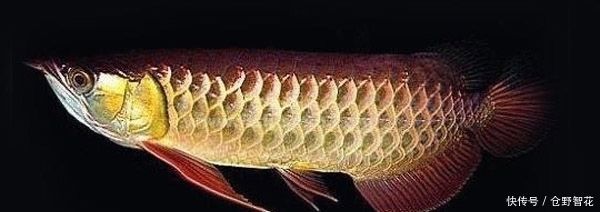 金龍魚有鱗片嗎：關于金龍魚鱗片的問答