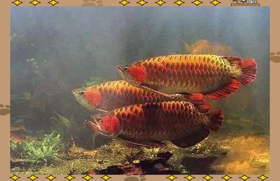 血紅龍魚的價格是多少？