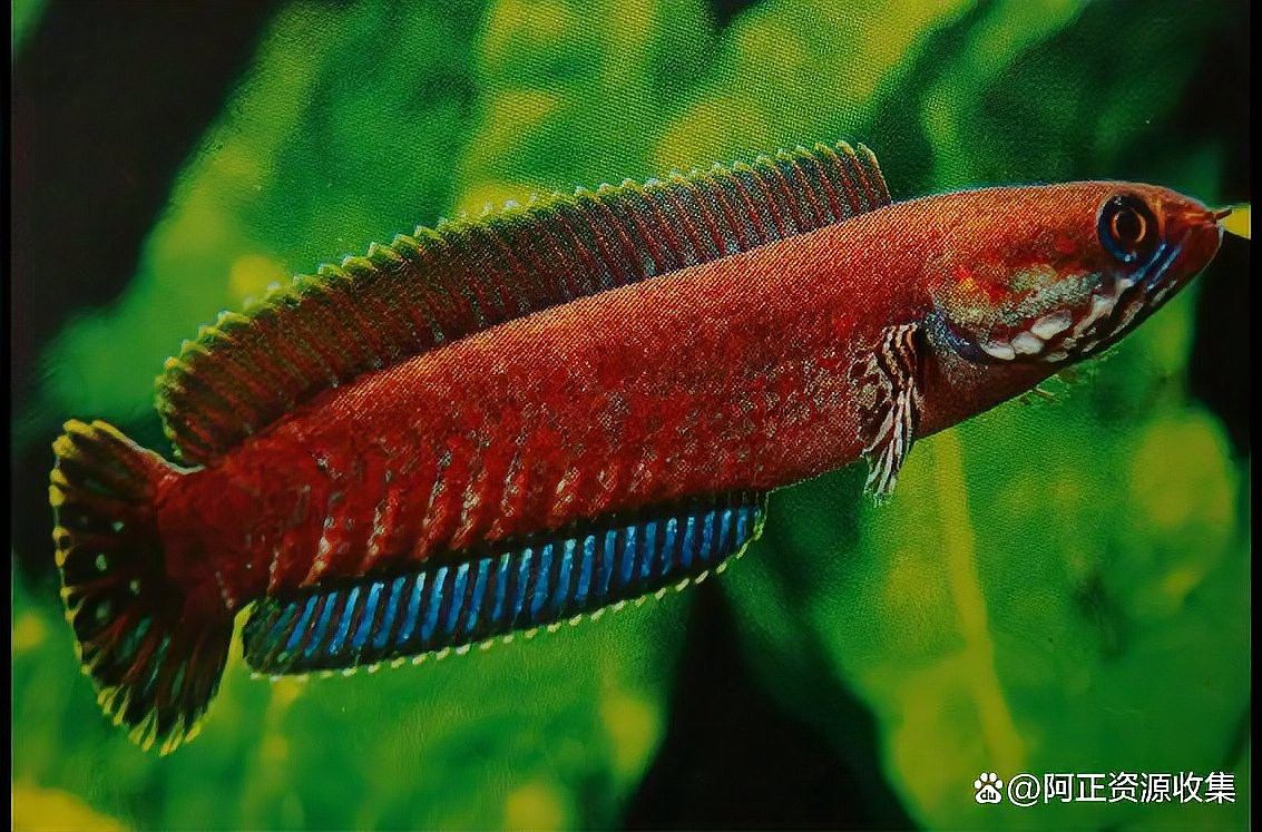 家養雷龍魚好嗎怎么養
