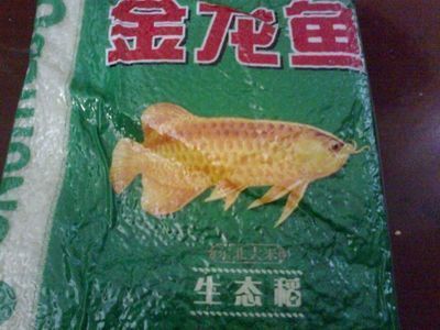 東北<strong><mark>小金</mark></strong>龍魚是什么魚（360問答金龍魚是什么魚金龍魚是什么魚）