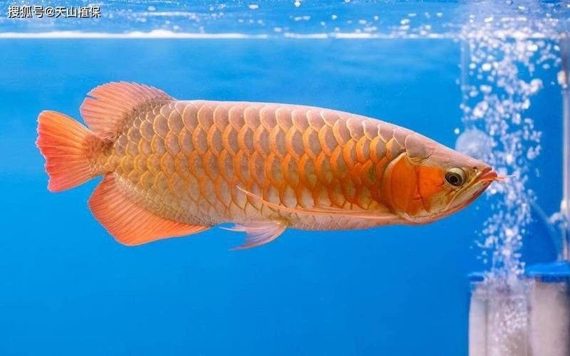 銀龍魚種類圖片大全欣賞