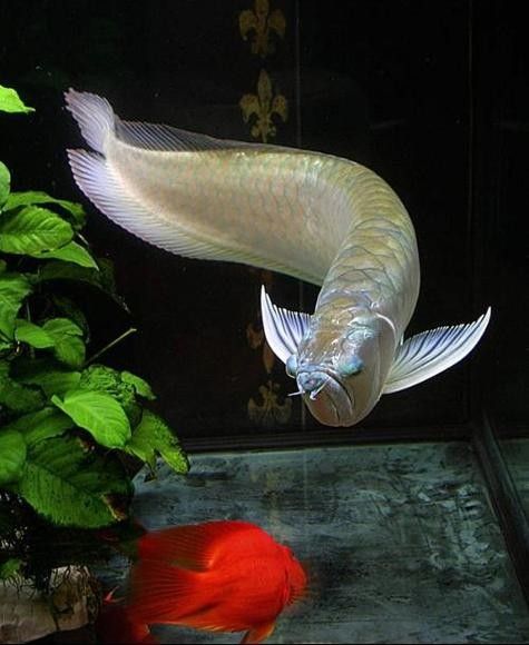 銀龍魚種類圖片大全欣賞