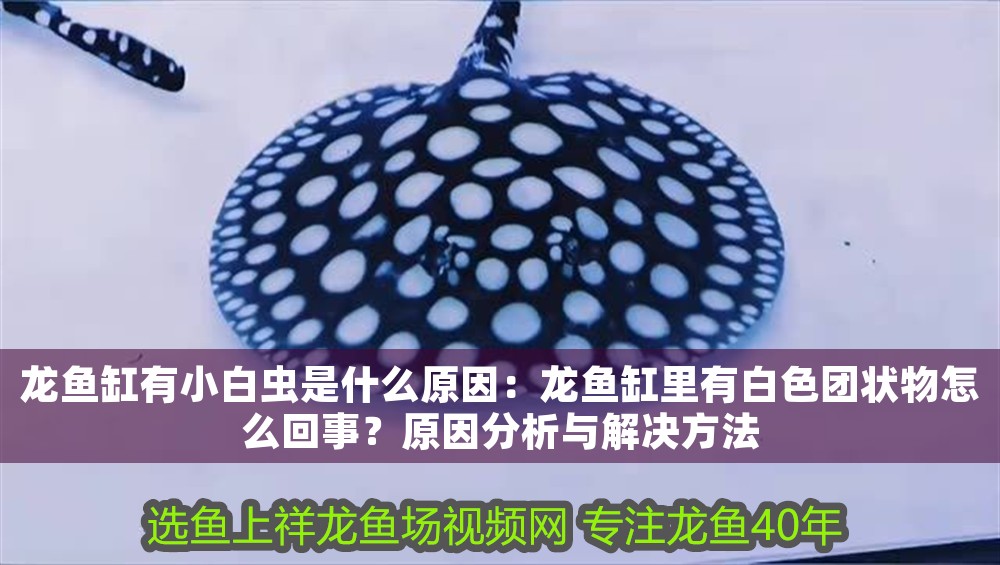 龍魚缸有小白蟲是什么原因：龍魚缸里有白色團狀物怎么回事？原因分析與解決方法