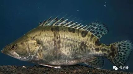 龍魚是海鮮還是河鮮：如何區分淡水魚和海水魚