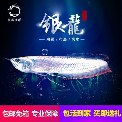 龍魚烤燈有用嗎：龍魚烤燈對(duì)龍魚的發(fā)色有幫助嗎，龍魚烤燈有用嗎
