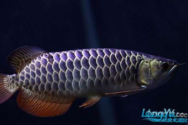 給我推薦幾款適合過背金龍魚的專用頂燈 給我推薦幾款適合過背金龍魚的專用頂燈 龍魚百科 第3張