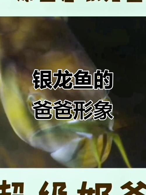 銀龍魚能長多大圖片