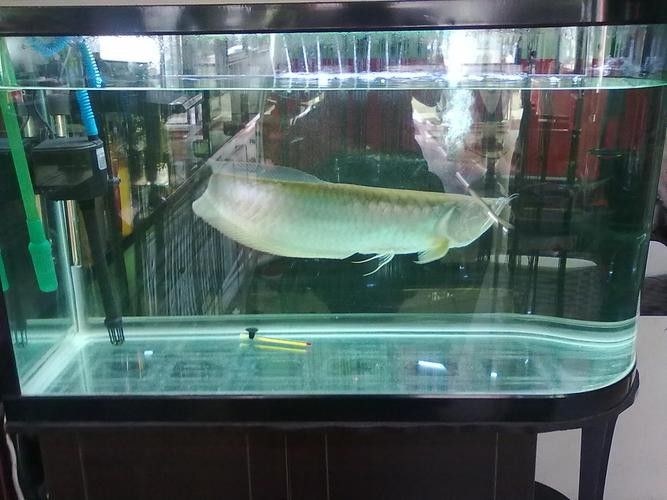 銀龍魚能長多大圖片