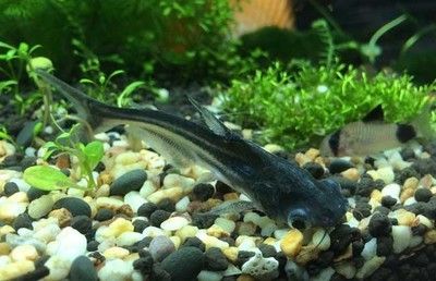 龍魚腹下黑色是什么：龍魚腹下的黑色是什么？