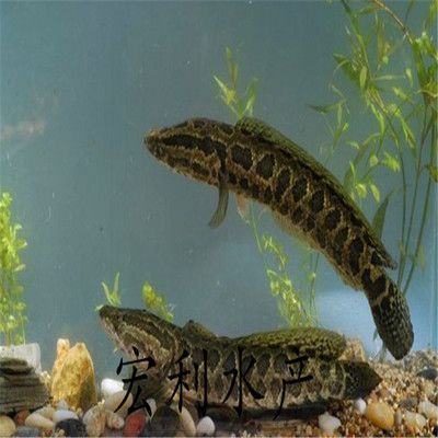 龍魚腹下黑色是什么：龍魚腹下的黑色是什么？