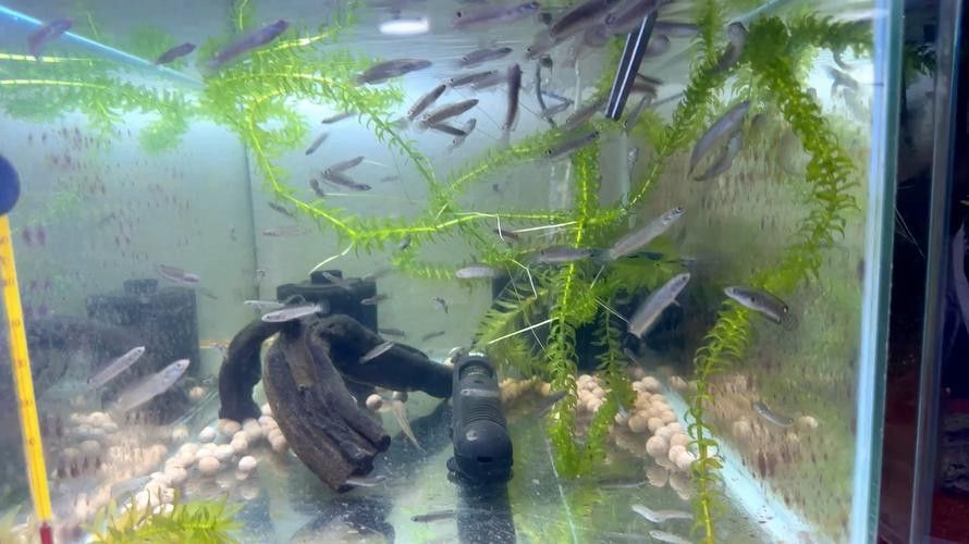 六角恐龍魚飼養(yǎng)方法：六角恐龍魚被咬傷了怎么辦