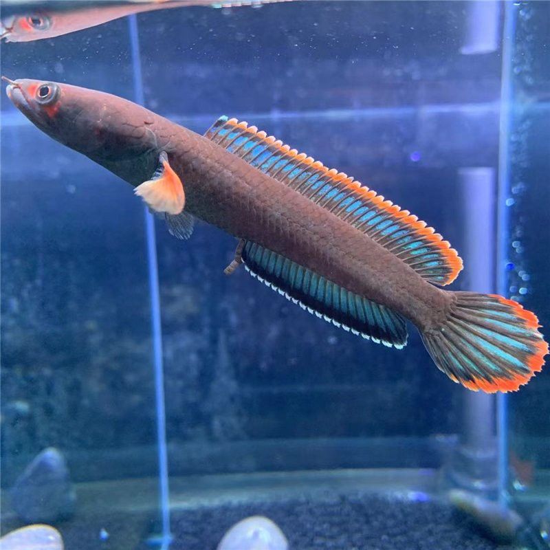 六角恐龍魚飼養(yǎng)方法：六角恐龍魚被咬傷了怎么辦
