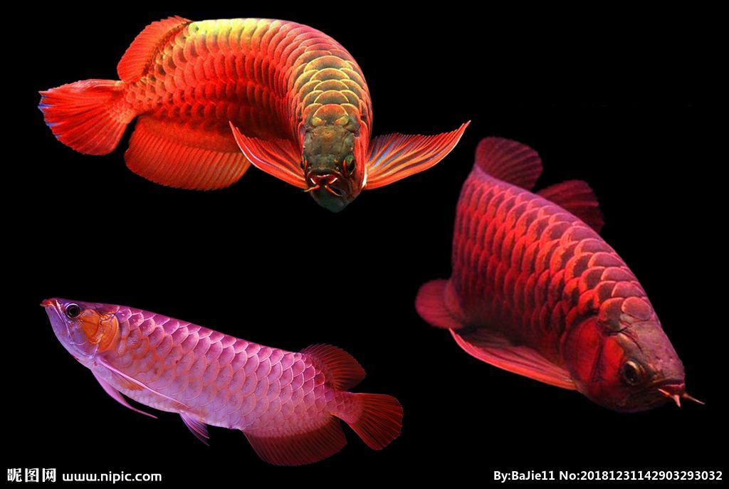 哪種紅龍魚最好看又好養的：紅龍魚養護要求