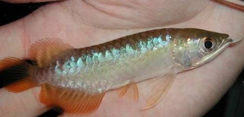 小龍魚撞掉了鱗片：小龍魚撞掉了鱗片怎么辦