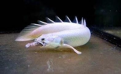 龍魚感覺煩躁不安 水質測了沒問題：龍魚在特定環境下表現出煩躁不安的原因及其可能的解決方案