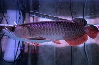 龍魚感覺煩躁不安 水質測了沒問題：龍魚在特定環境下表現出煩躁不安的原因及其可能的解決方案