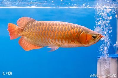龍魚燈用什么顏色的燈好看：龍魚燈光搭配技巧，紅龍魚燈色溫對發色影響、發色影響