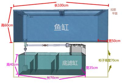 魚缸不打氧氣龍魚堅持多久喂食