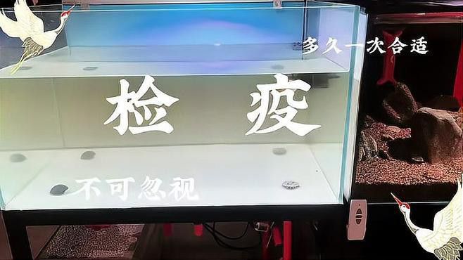 如何給鬼王雷龍魚進行新魚檢疫？