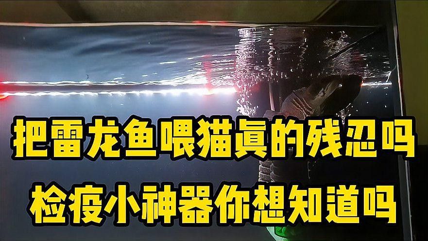 如何給鬼王雷龍魚進行新魚檢疫？