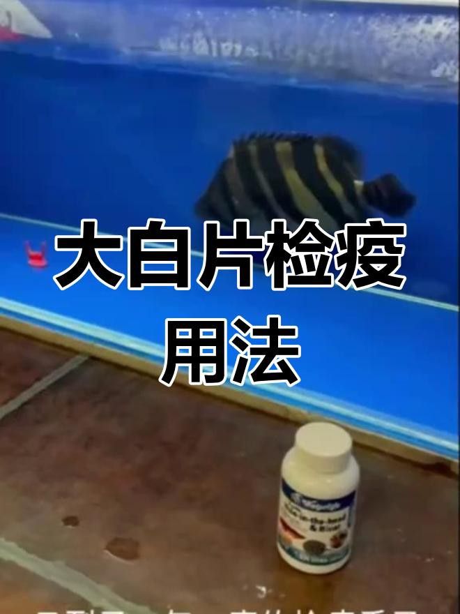 如何給鬼王雷龍魚進行新魚檢疫？