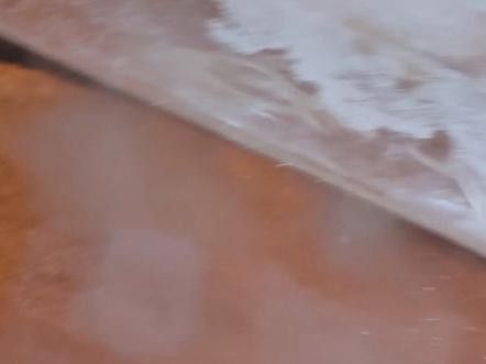 如何給鬼王雷龍魚進行新魚檢疫？